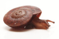 Hadra webbi Australia juvenil